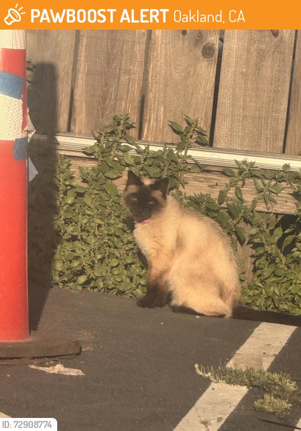 Found/Stray Unknown Cat last seen stanford and san pablo, Oakland, CA 94608