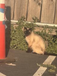 Found/Stray Unknown Cat last seen stanford and san pablo, Oakland, CA 94608