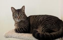 Reunited Male Cat last seen Near Governors Ridge Ct , Franklin, TN 37064