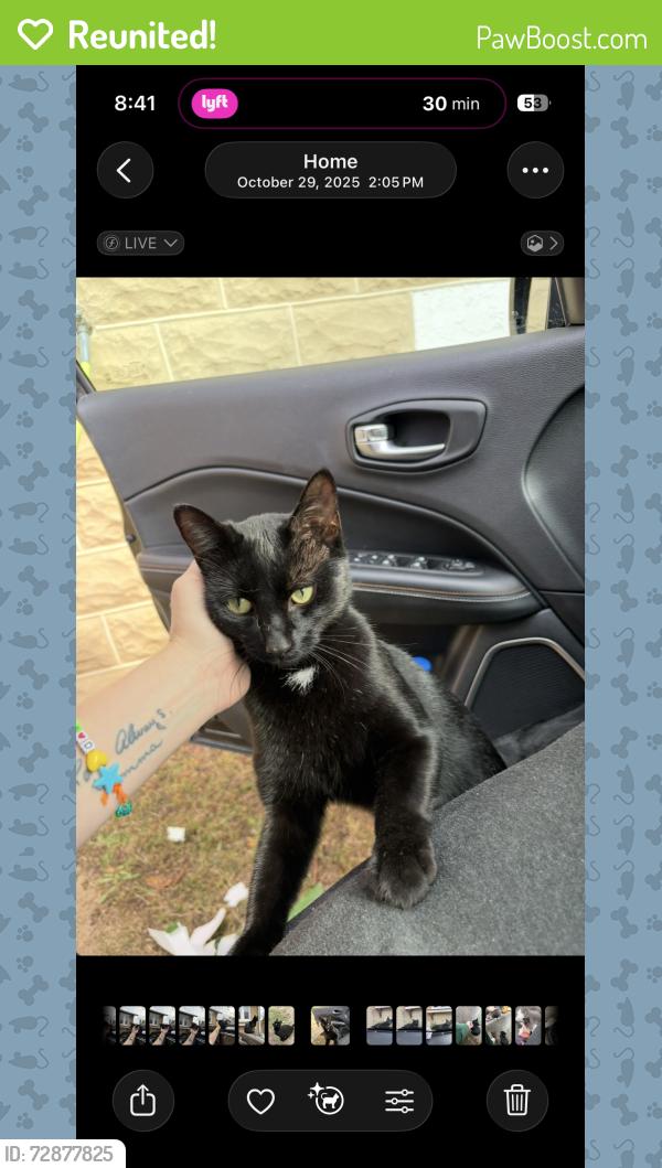 Reunited Male Cat last seen Frankford / Echodale/ Hamilton Avenue , Baltimore, MD 21214