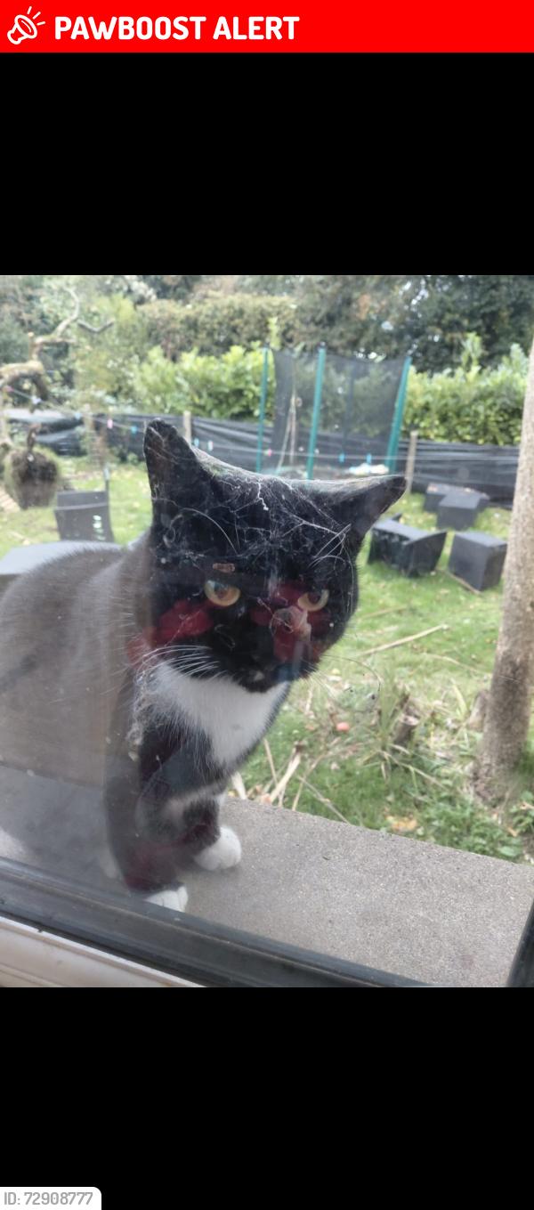 Lost Female Cat last seen Fairgreen recycling centre , Portadown, Northern Ireland BT62 3JQ
