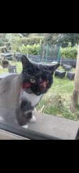 Lost Female Cat last seen Fairgreen recycling centre , Portadown, Northern Ireland BT62 3JQ