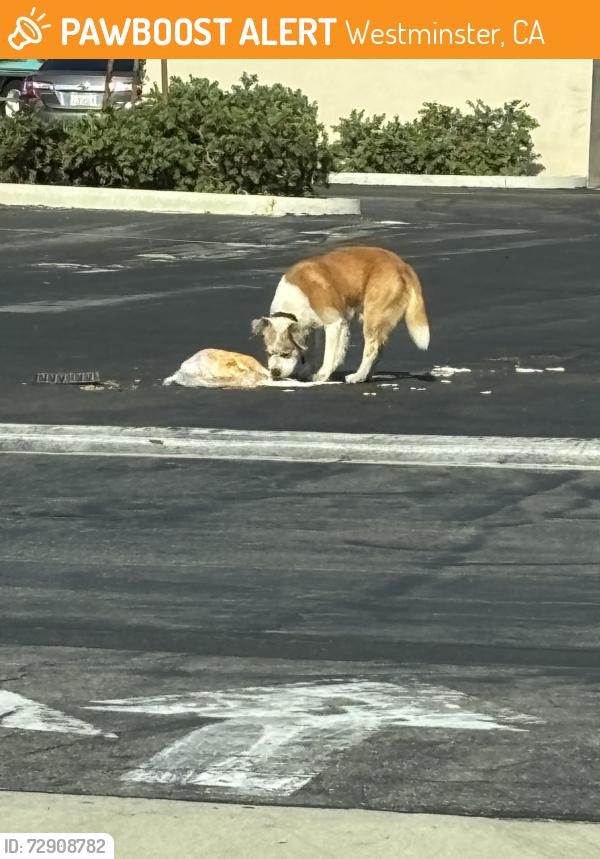 Found/Stray Male Dog last seen Westminster and 17th Street , Westminster, CA 92683