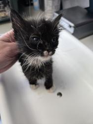 Shelter Stray Female Cat last seen Near S 7200 Street W, Magna Township, UT, 84044, Taylorsville, UT 84123