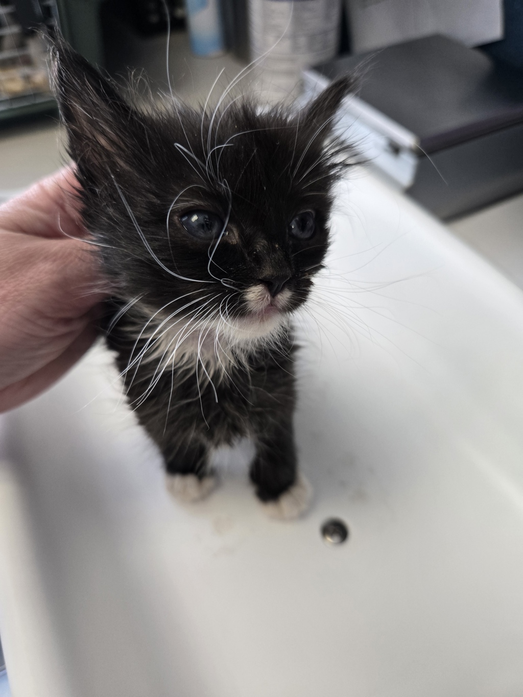Shelter Stray Female Cat last seen Near S 7200 Street W, Magna Township, UT, 84044, Taylorsville, UT 84123