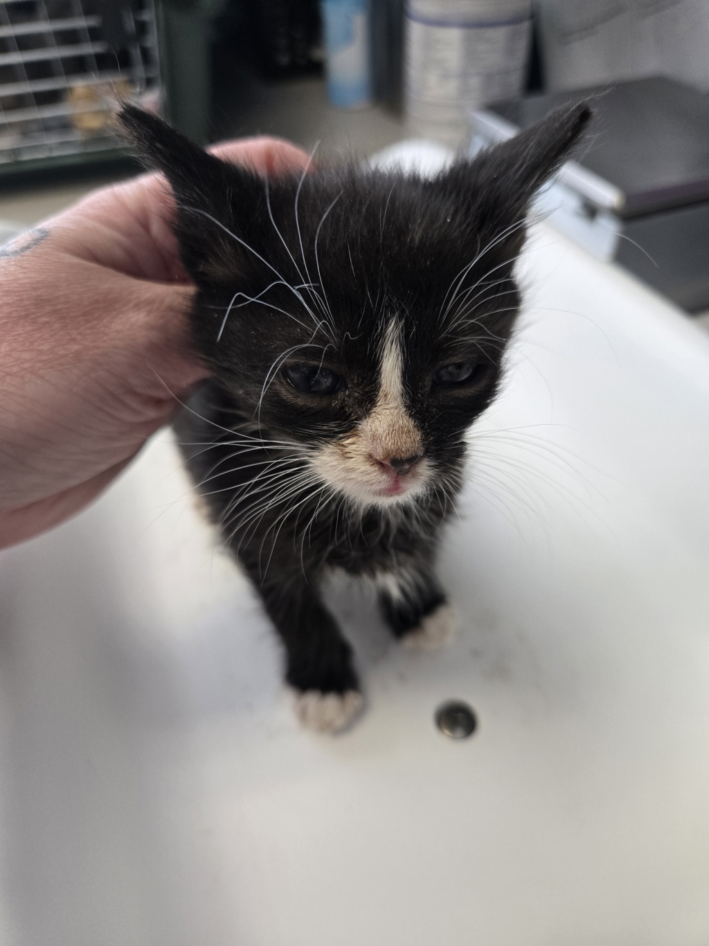 Shelter Stray Male Cat last seen Near S 7200 Street W, Magna Township, UT, 84044, Taylorsville, UT 84123