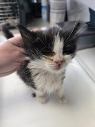 Shelter Stray Male Cat last seen Near S 7200 Street W, Magna Township, UT, 84044, Taylorsville, UT 84123