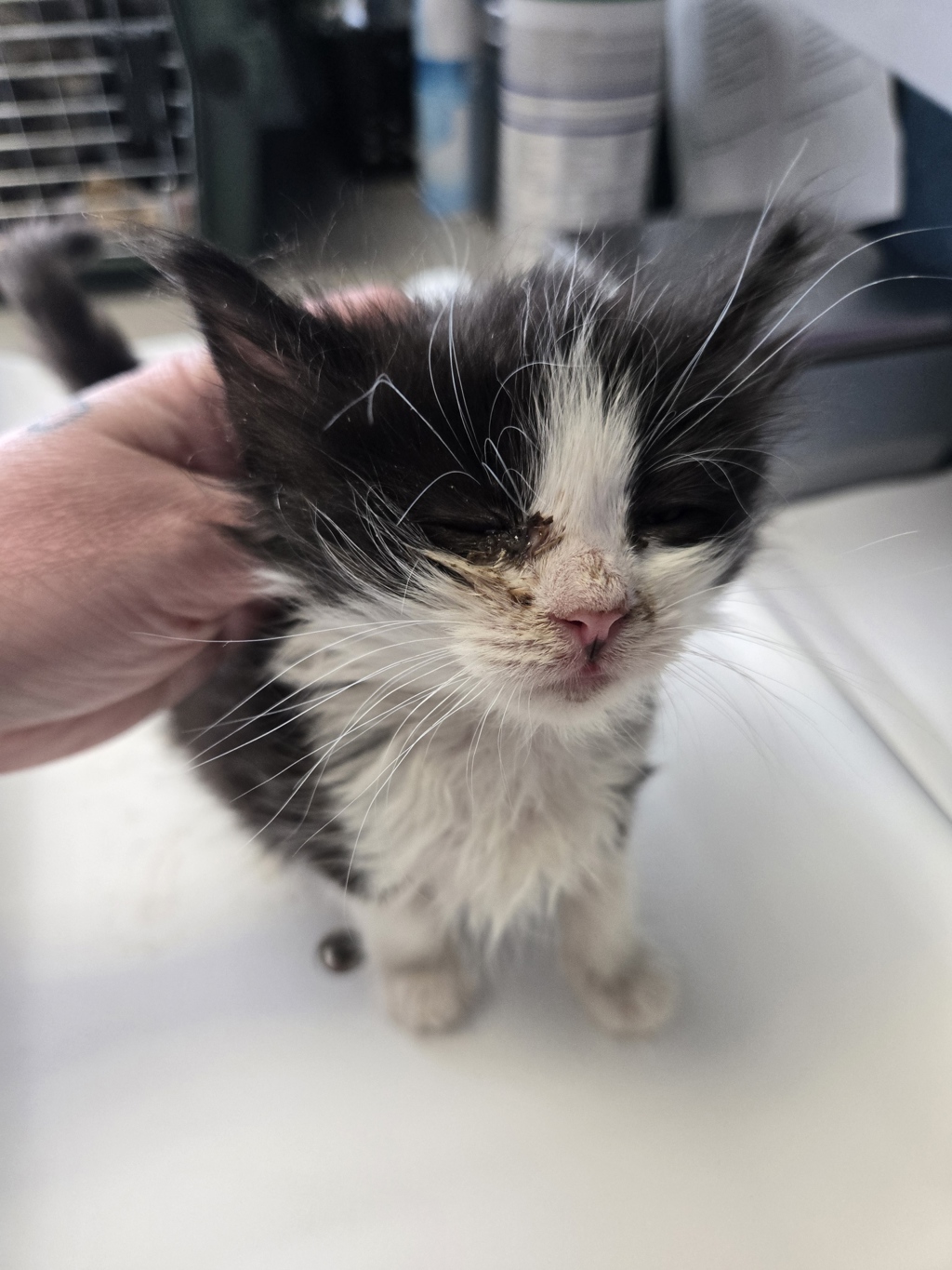 Shelter Stray Male Cat last seen Near S 7200 Street W, Magna Township, UT, 84044, Taylorsville, UT 84123