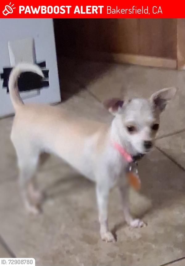 Lost Female Dog last seen Jewetta & Edna Valley next to Trentadue dr., Bakersfield, CA 93312