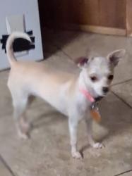 Lost Female Dog last seen Jewetta & Edna Valley next to Trentadue dr., Bakersfield, CA 93312