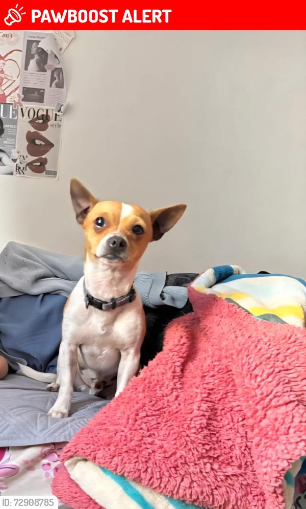 Lost Male Dog last seen PROLONGACION DE COLON, COL GOMEZ SANDOVAL, Oaxaca de Juárez, Oax. 