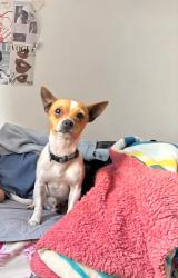 Lost Male Dog last seen PROLONGACION DE COLON, COL GOMEZ SANDOVAL, Oaxaca de Juárez, Oax. 
