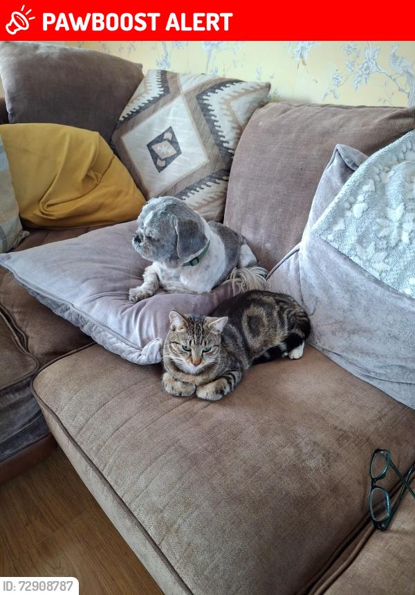 Lost Female Cat last seen Pulley lane meole est Shrewsbury, Shrewsbury, England 