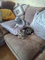 Lost Female Cat last seen Pulley lane  meole est Shrewsbury , Shrewsbury, England 