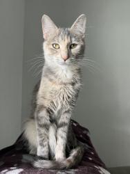 Reunited Female Cat last seen Near S Oxford St, Indianapolis, IN 46201, USA, Indianapolis, IN 46201