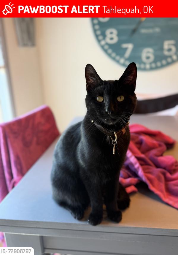 Lost Male Cat last seen Stick Ross Mountain Road, Tahlequah, OK 74464