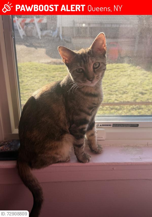 Lost Female Cat last seen 223rd St, and 112th Rd or 113th Ave., Queens, NY 11429