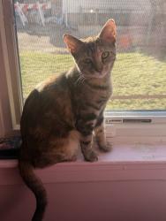 Lost Female Cat last seen 223rd St, and 112th Rd or 113th Ave., Queens, NY 11429
