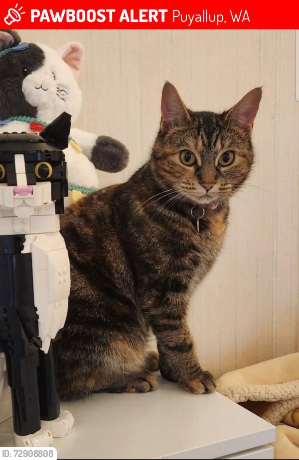 Lost Female Cat last seen 122nd and Canyon Rd, Puyallup, WA 98373