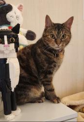 Lost Female Cat last seen 122nd and Canyon Rd, Puyallup, WA 98373
