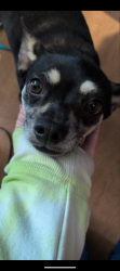 Reunited Female Dog last seen Lake Robinson , Greer, SC 29651