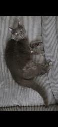 Reunited Male Cat last seen Walton Blvd & Squirrel Rd, Auburn Hills, MI 48326