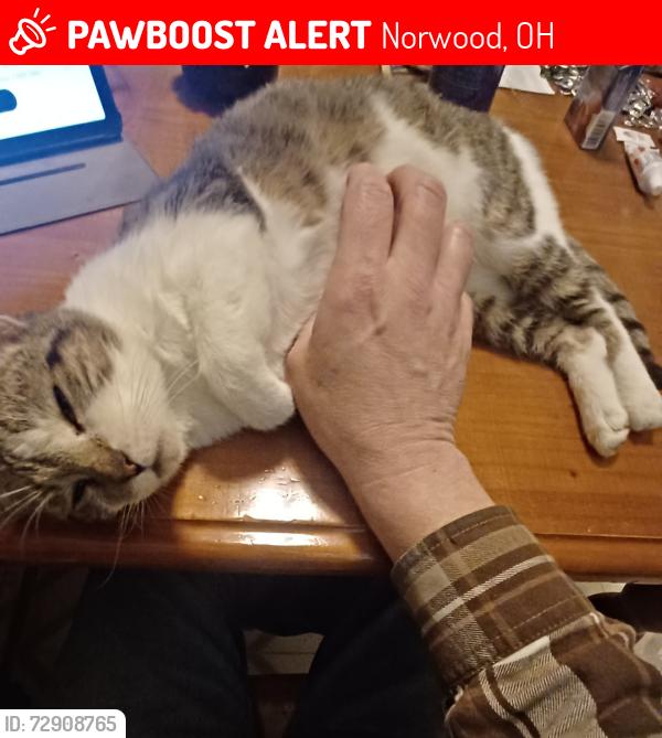 Lost Female Cat last seen Corner of Franklin and Tilden Avenue, Norwood, OH 45212