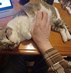 Lost Female Cat last seen Corner of Franklin and Tilden Avenue, Norwood, OH 45212