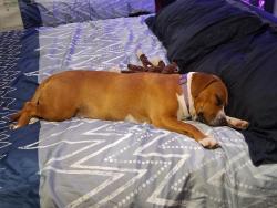 Lost Female Dog last seen Between County rd 167 & County Rd 85, Daleville, AL 36352