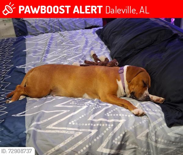 Lost Female Dog last seen Between County rd 167 & County Rd 85, Daleville, AL 36352