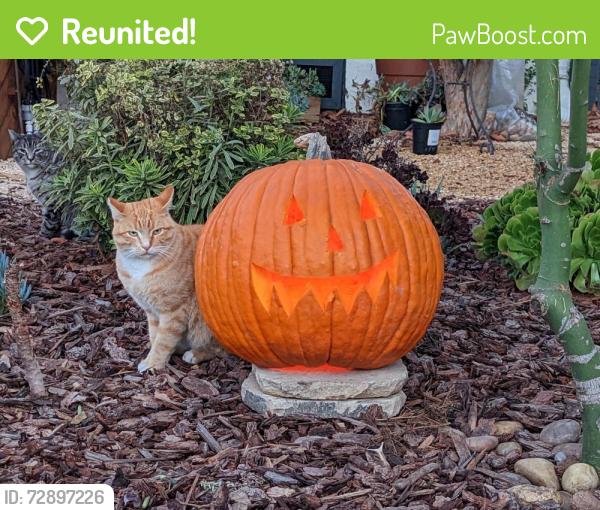 Reunited Male Cat last seen Azalea park neighborhood , San Diego, CA 92105