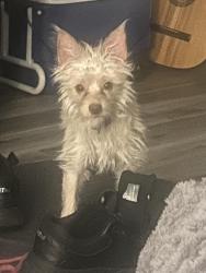 Lost Male Dog last seen Sabana, Diamond Bar, CA 91765