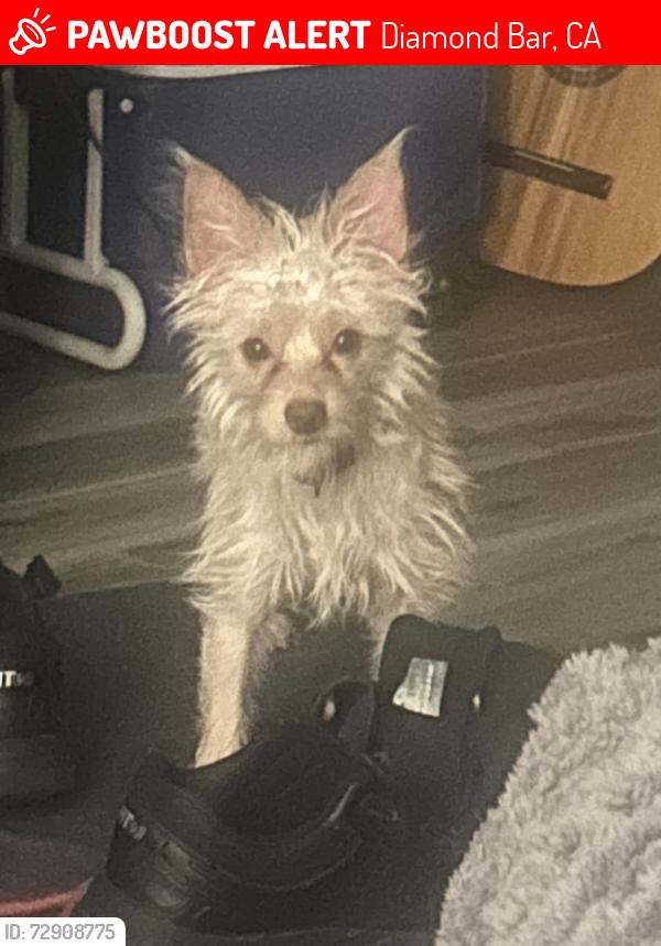 Lost Male Dog last seen Sabana, Diamond Bar, CA 91765