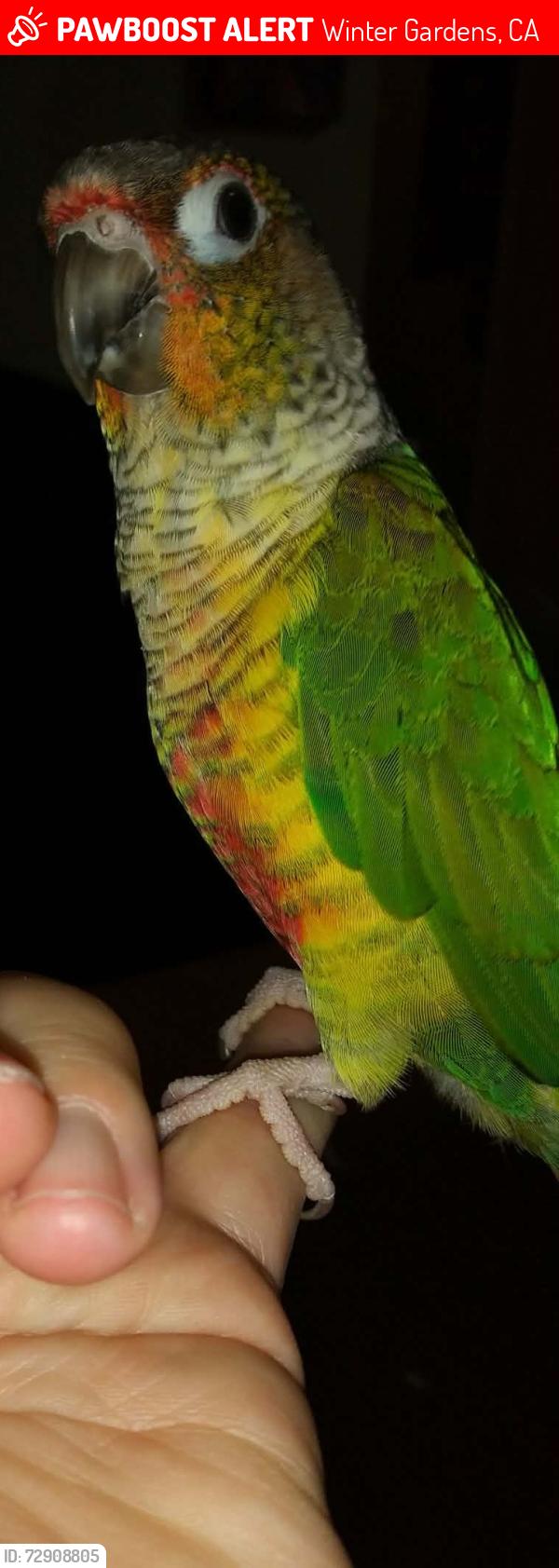 Lost Female Bird last seen Los coches and Aurora dr, Winter Gardens, CA 92021