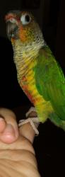 Lost Female Bird last seen Los coches and Aurora dr, Winter Gardens, CA 92021