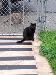 Reunited Female Cat last seen Lark street, San Leandro, CA 94578