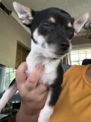Lost Male Dog last seen San Pedro , San Antonio, TX 78213