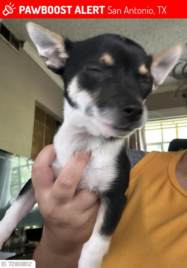 Lost Male Dog last seen San Pedro , San Antonio, TX 78213