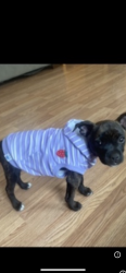 Lost Female Dog last seen Lacamp Grocery, Leesville, LA 71446