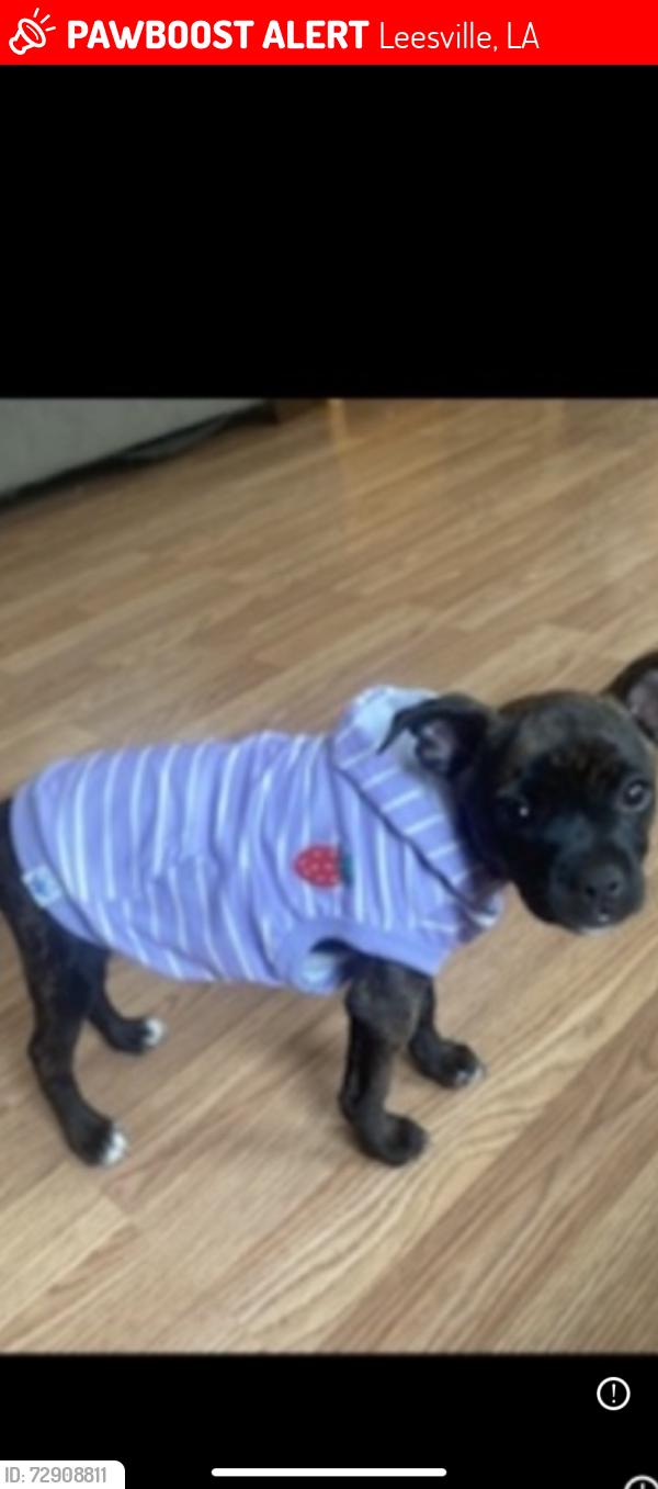 Lost Female Dog last seen Lacamp Grocery, Leesville, LA 71446
