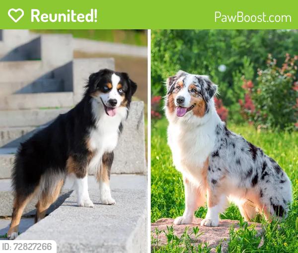 Reunited Unknown Dog last seen Highway 14 and harts lane , Greenville County, SC 29681