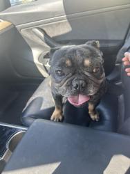 Reunited Male Dog last seen Old Evans and Evans Rd., Perris, CA 92571