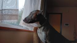 Reunited Male Dog last seen 34th & Temple Ave.  Washington Park , Indianapolis, IN 46224