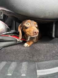Reunited Female Dog last seen louetta rd and champion forest dr, Spring, TX 77379