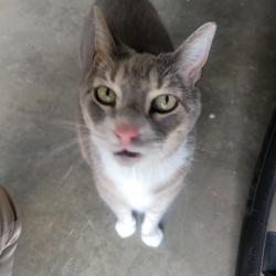 Found/Stray Unknown Cat last seen County road J & xebec st, Blaine, MN 55014