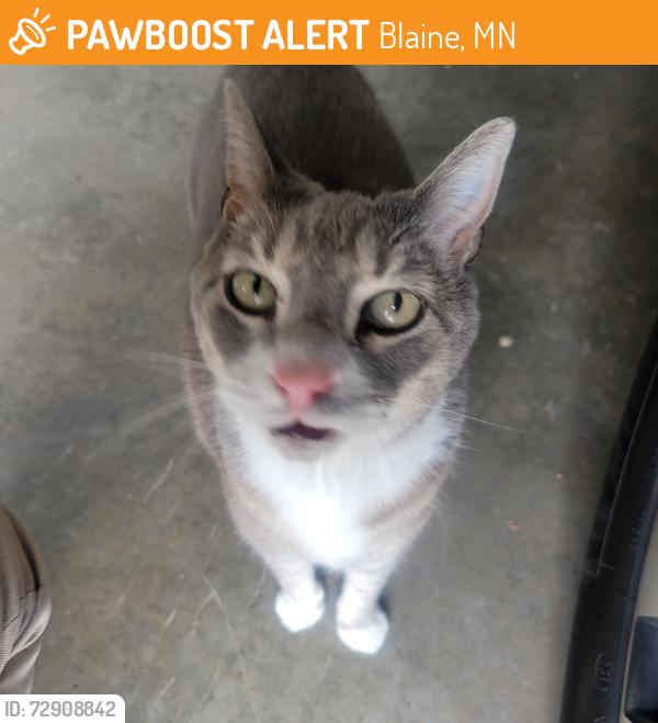 Found/Stray Unknown Cat last seen County road J & xebec st, Blaine, MN 55014