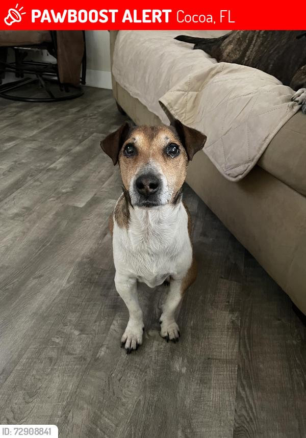 Lost Male Dog last seen Canaveral Groves Palm Ave and Pine St, Cocoa, FL 32926