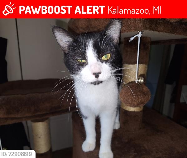 Lost Female Cat last seen Konkle, Kalamazoo, MI 49001