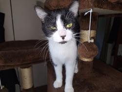 Lost Female Cat last seen Konkle, Kalamazoo, MI 49001