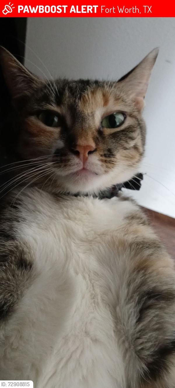 Lost Female Cat last seen Seguin and Mystic Trl, Fort Worth, TX 76118